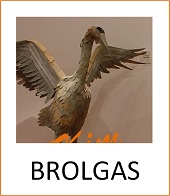 Brolgas